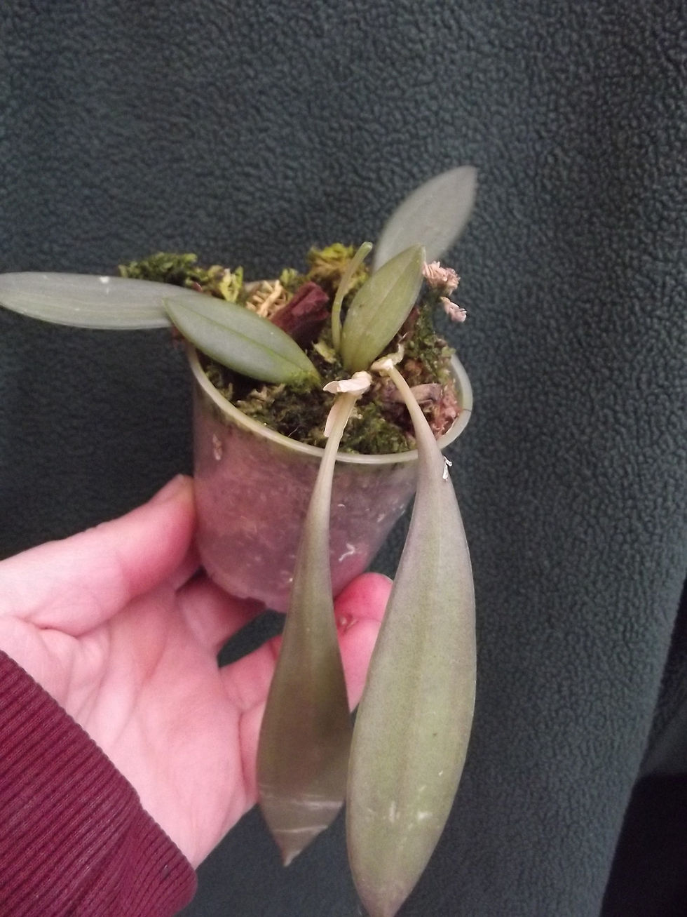 Thumbnail: Masdevallia caesia