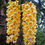 Thumbnail: Dendrobium densiflorum