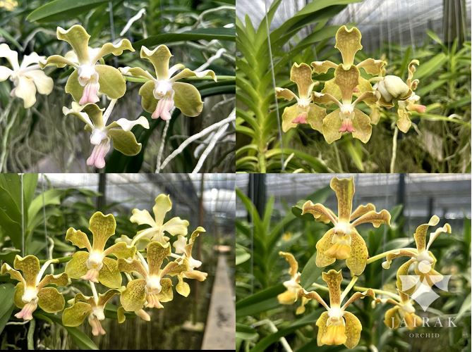 Vanda Gnana Kumar x tessellata alba