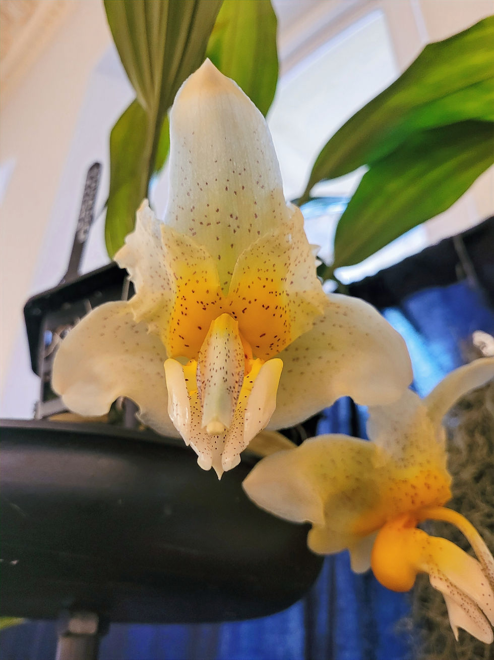 Stanhopea saccata