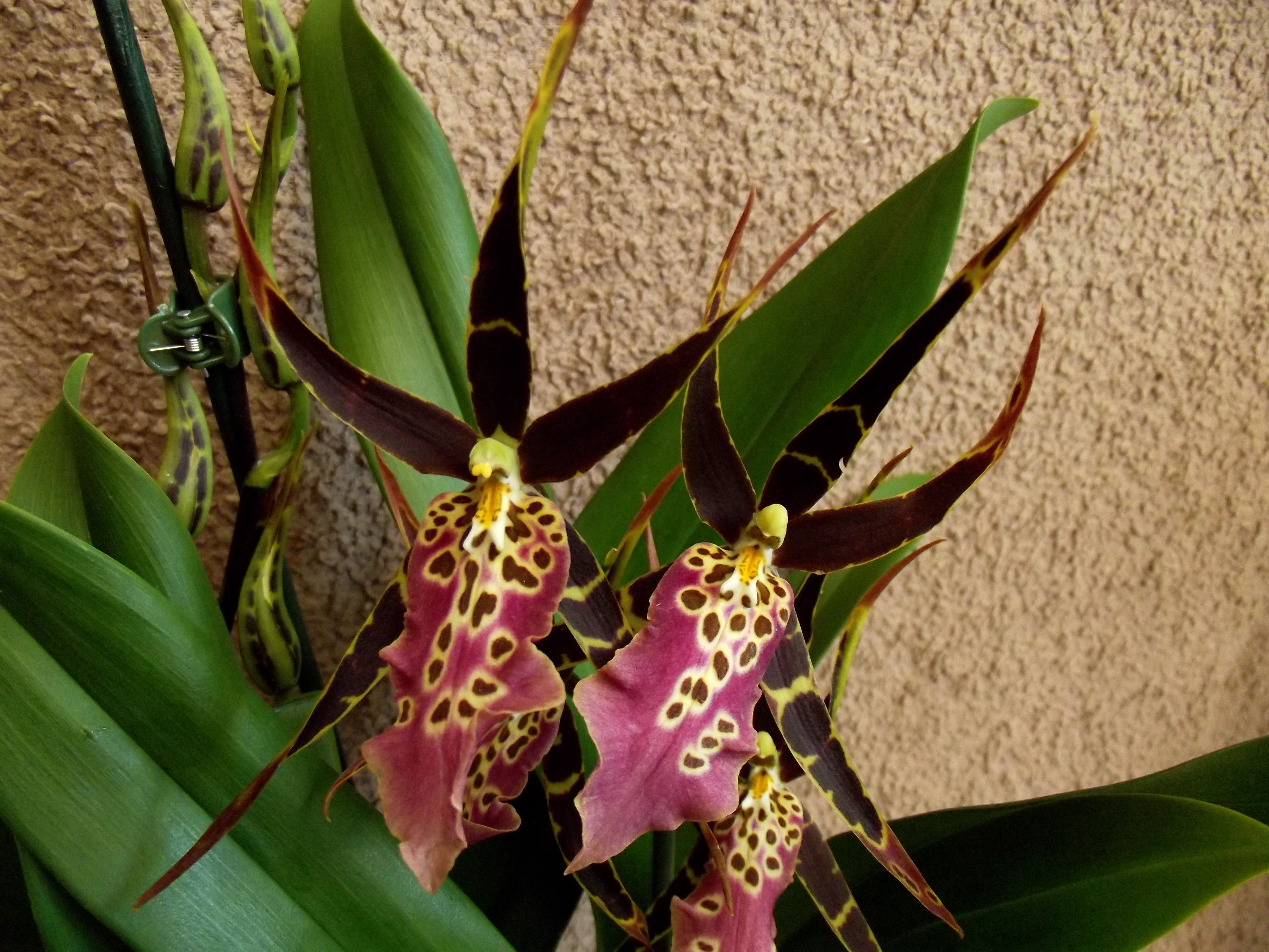 Miltassia Shelob Tolkien