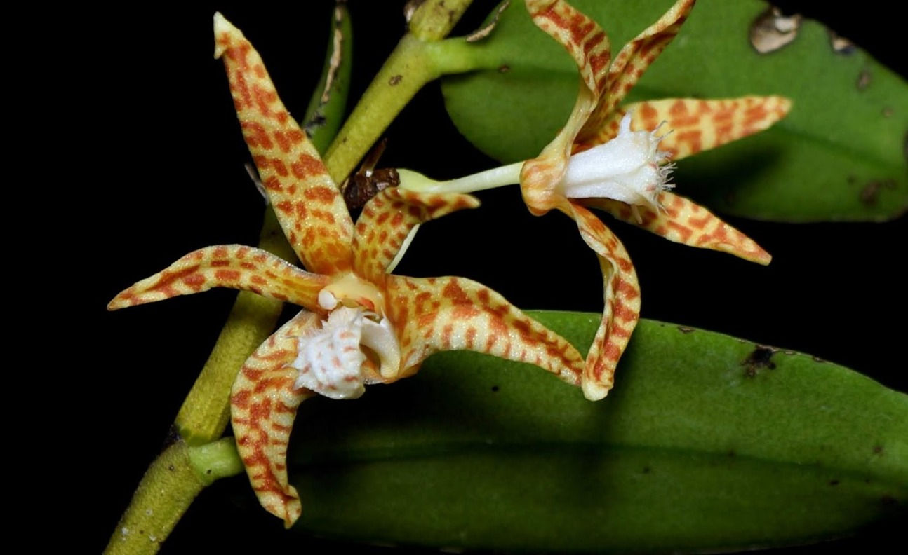 Dendrobium insigne
