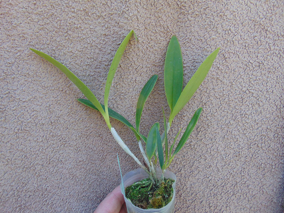 Thumbnail: Epidendrum stamfordianum