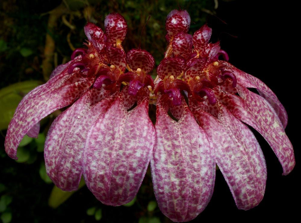 Bulbophyllum eberhardtii