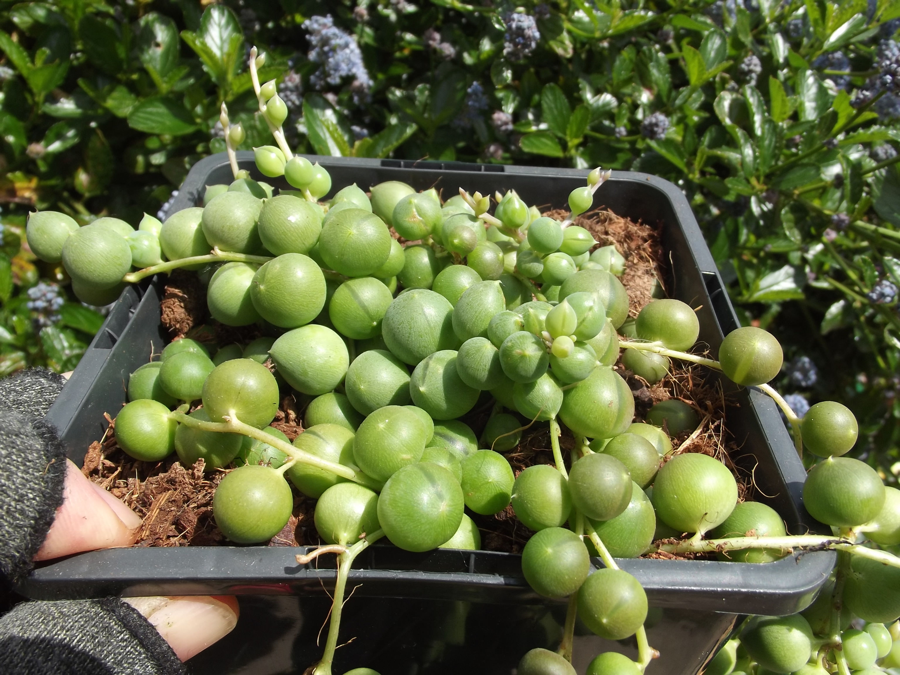 Senecio rowleyanus /String of Pearls plant