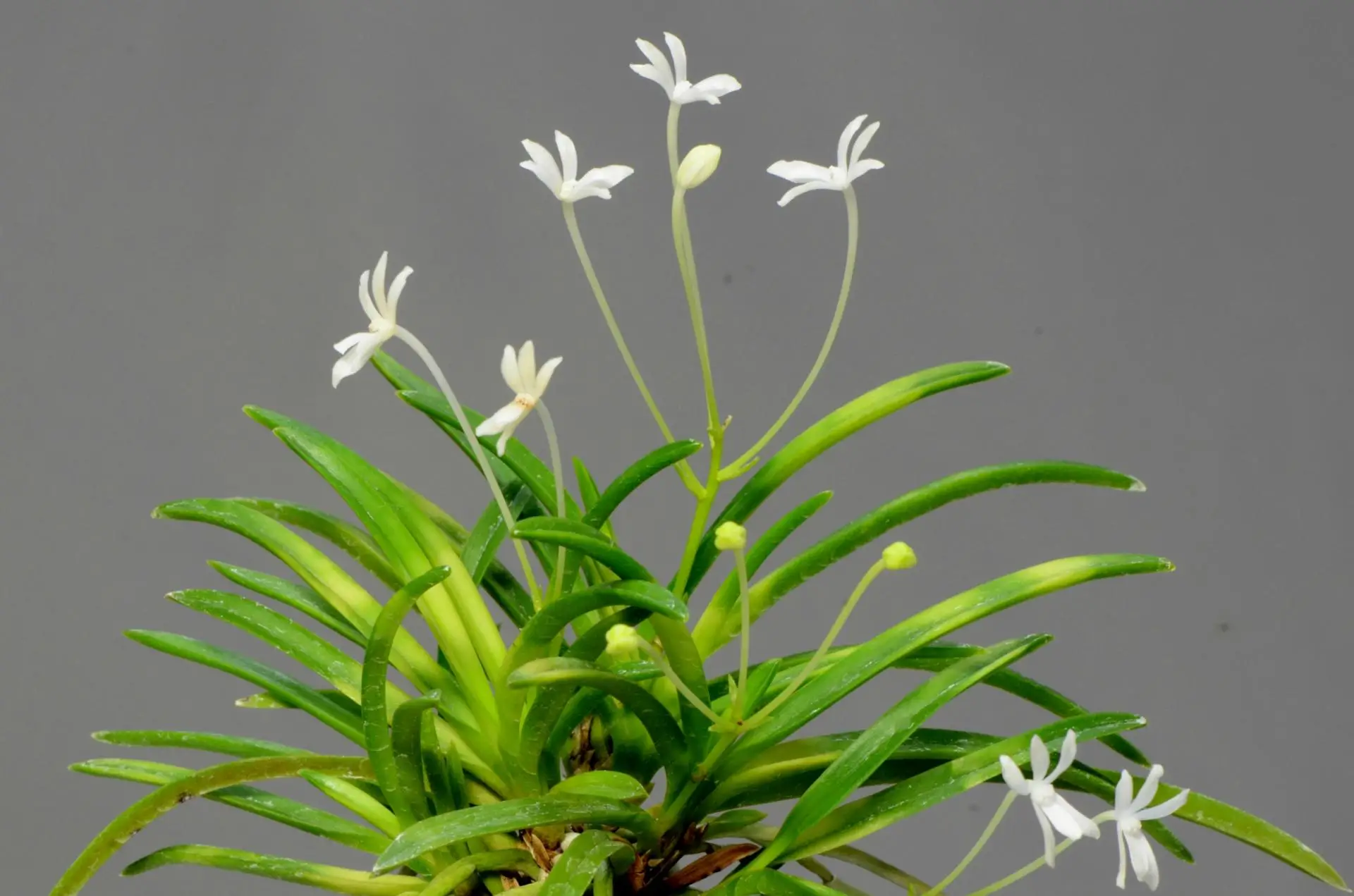 Neofinetia falcata 'Kishusekko'
