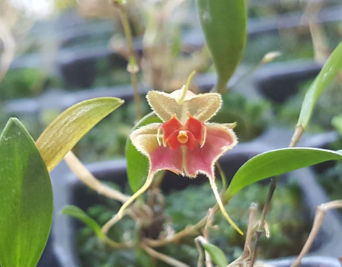 Lepanthes matamorosii | Spicesotic plants