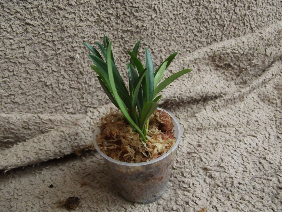 Thumbnail: Dryadella simula