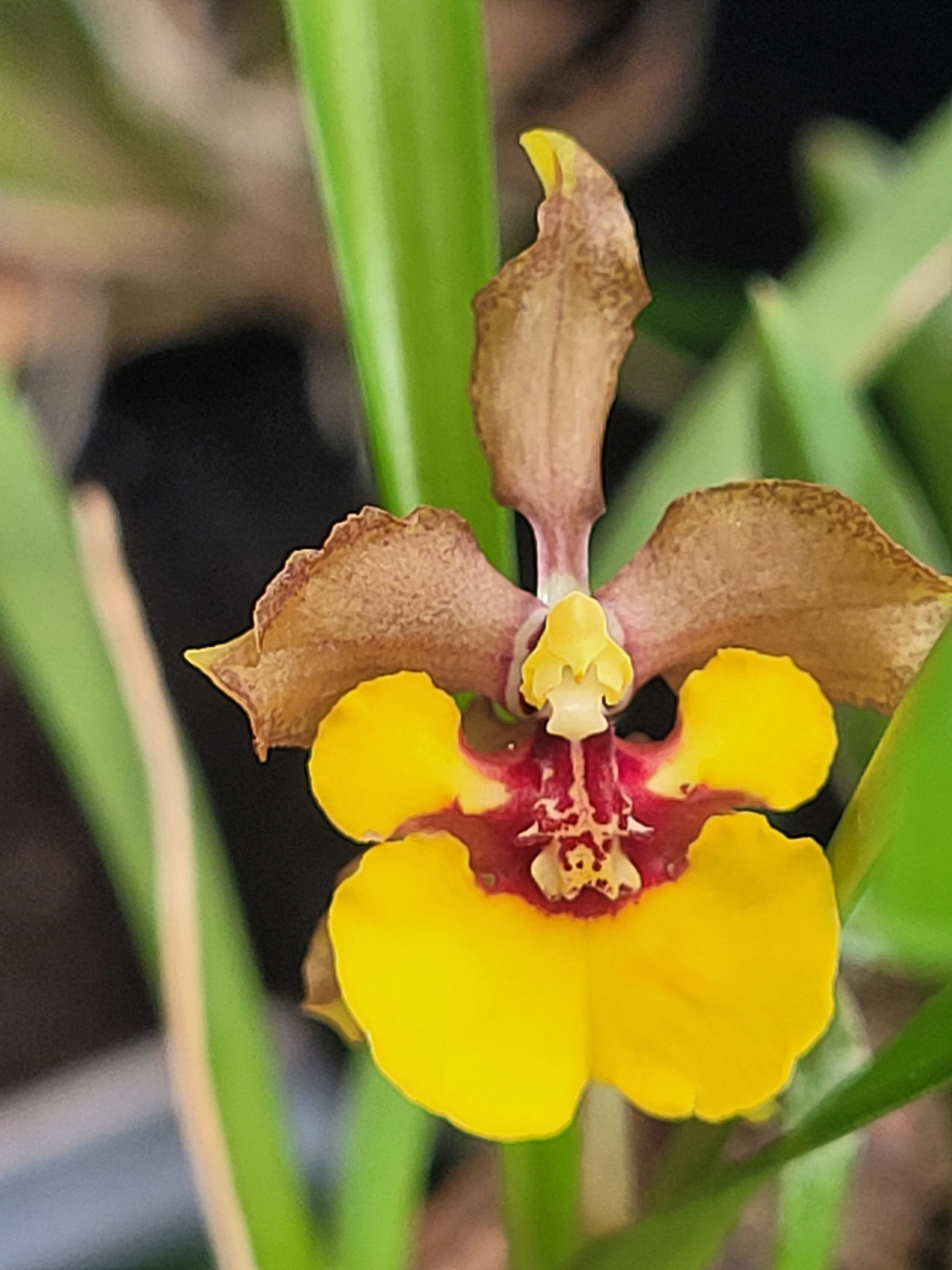 Oncidium croesus