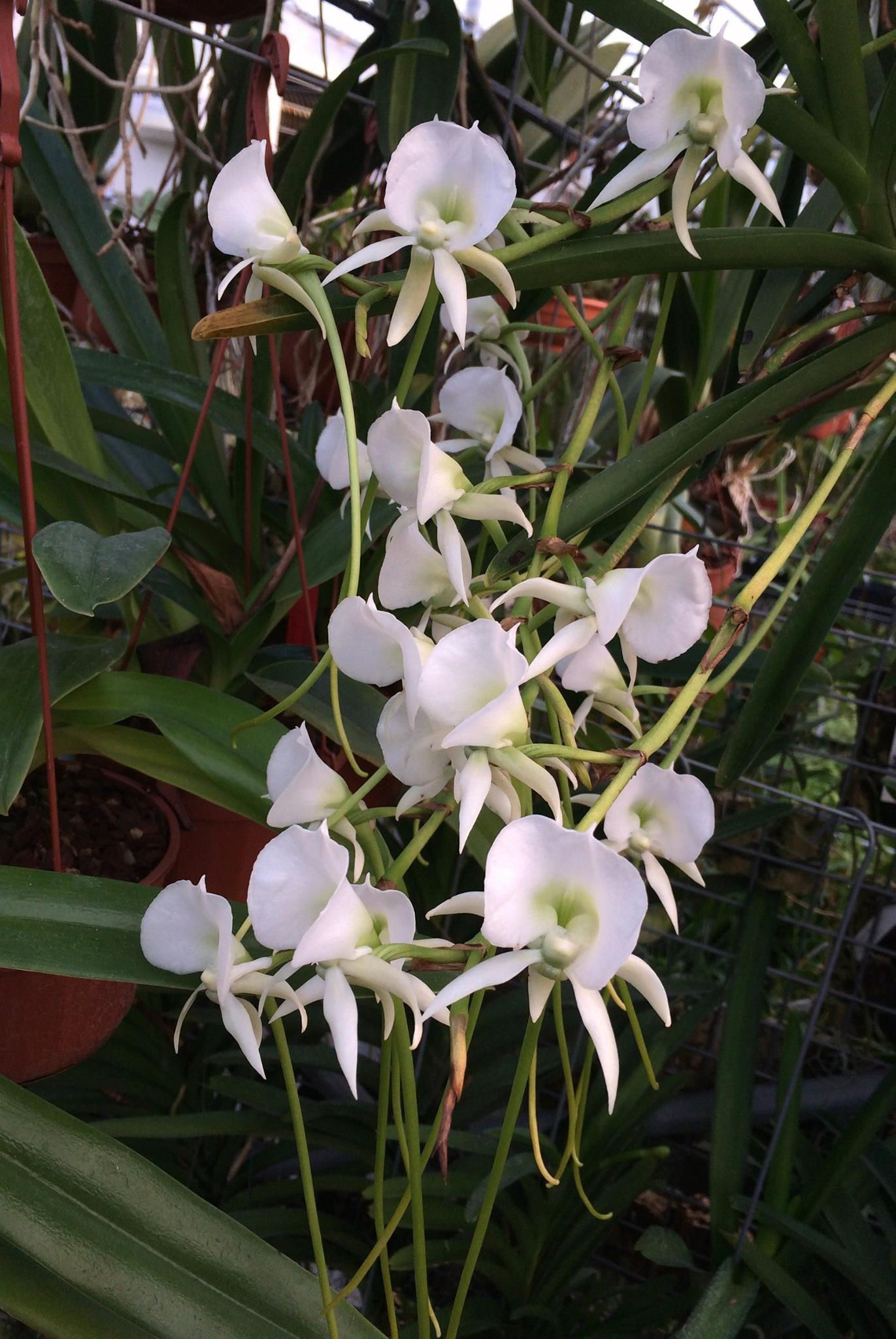 Angraecum Longiscott