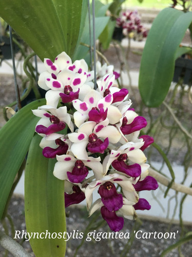 Rhynchostylis gigantea &lsquo;Cartoon&rsquo; | Spicesotic plants