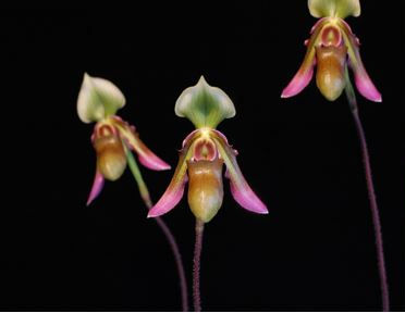 Thumbnail: Paphiopedilum hookerae