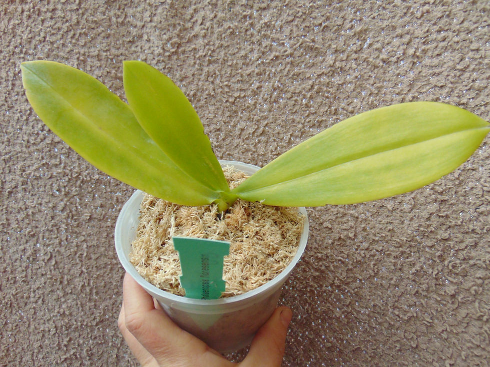 Thumbnail: Phalaenopsis floresensis