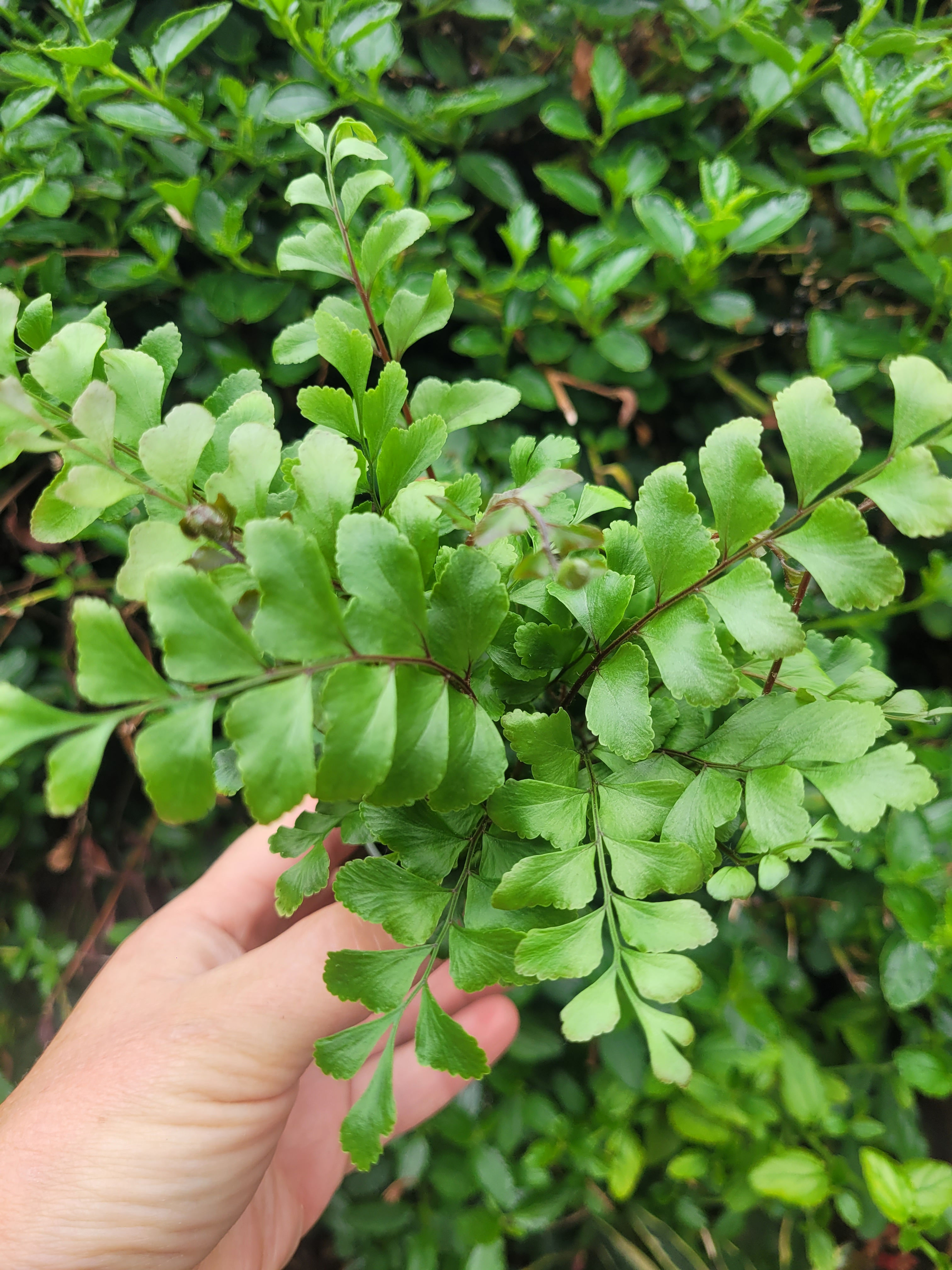 Didymochleana truncatula