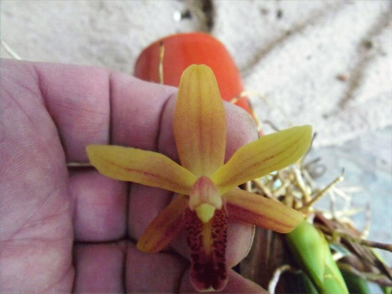 Maxillaria rufescens