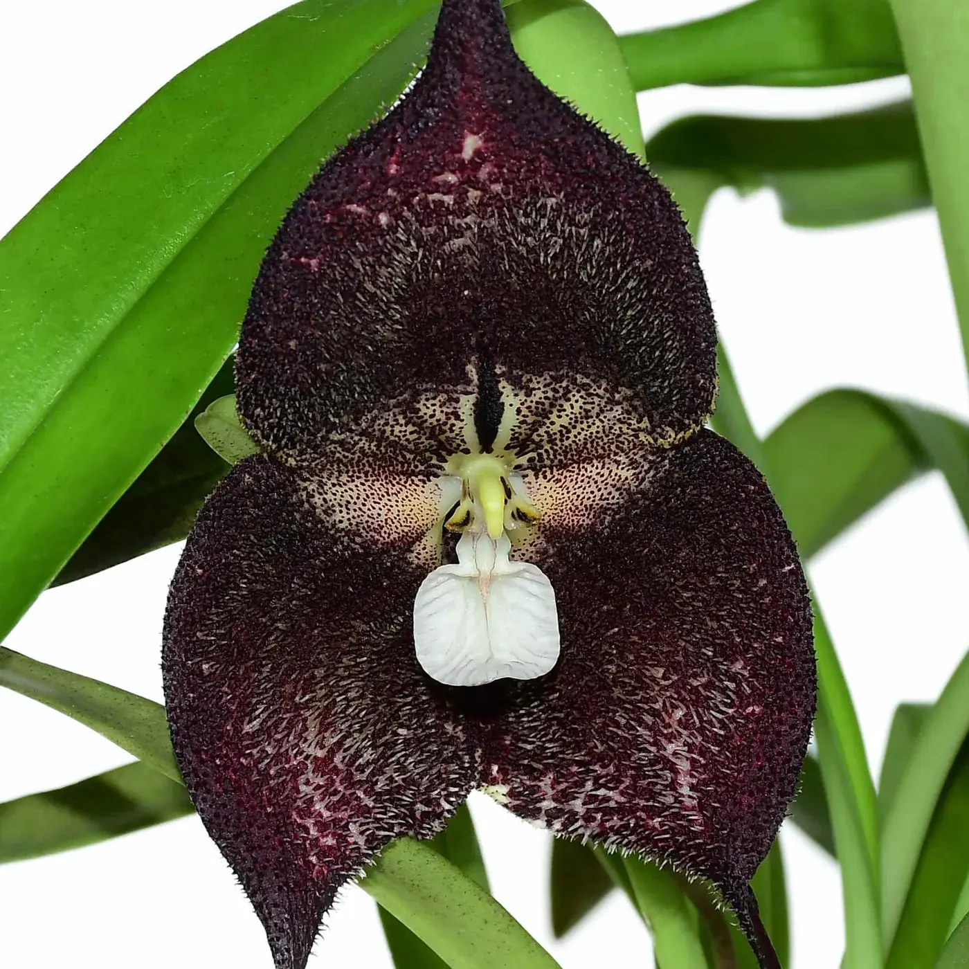 Dracula 'Black Soul'