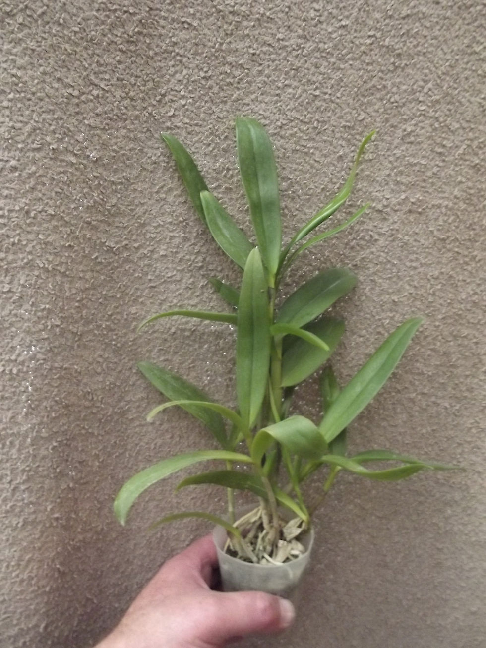 Thumbnail: Dendrobium cochliodes green