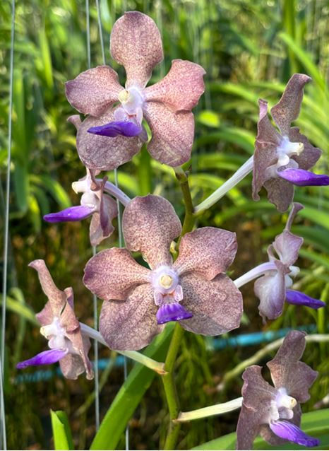 Vandachostylis Supreme Sasicha Palmer