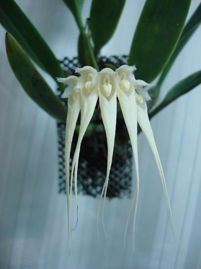 Bulbophyllum sanguineopunctatum album