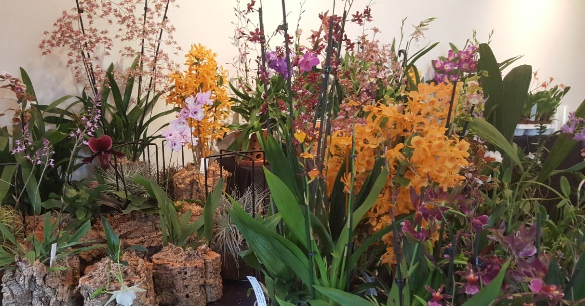 Mystery box ( selection of 3 plants)