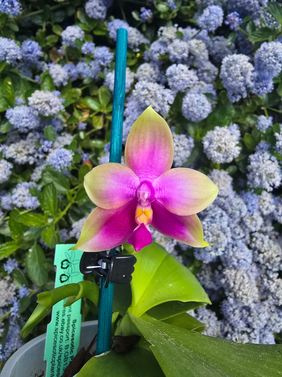 Thumbnail: Phalaenopsis hybrid A4