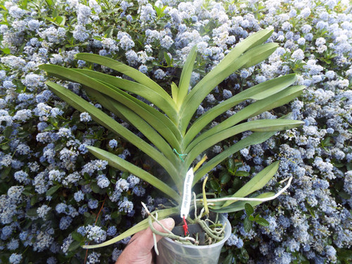 Vanda Sanchai Gold Spot | Spicesotic plants