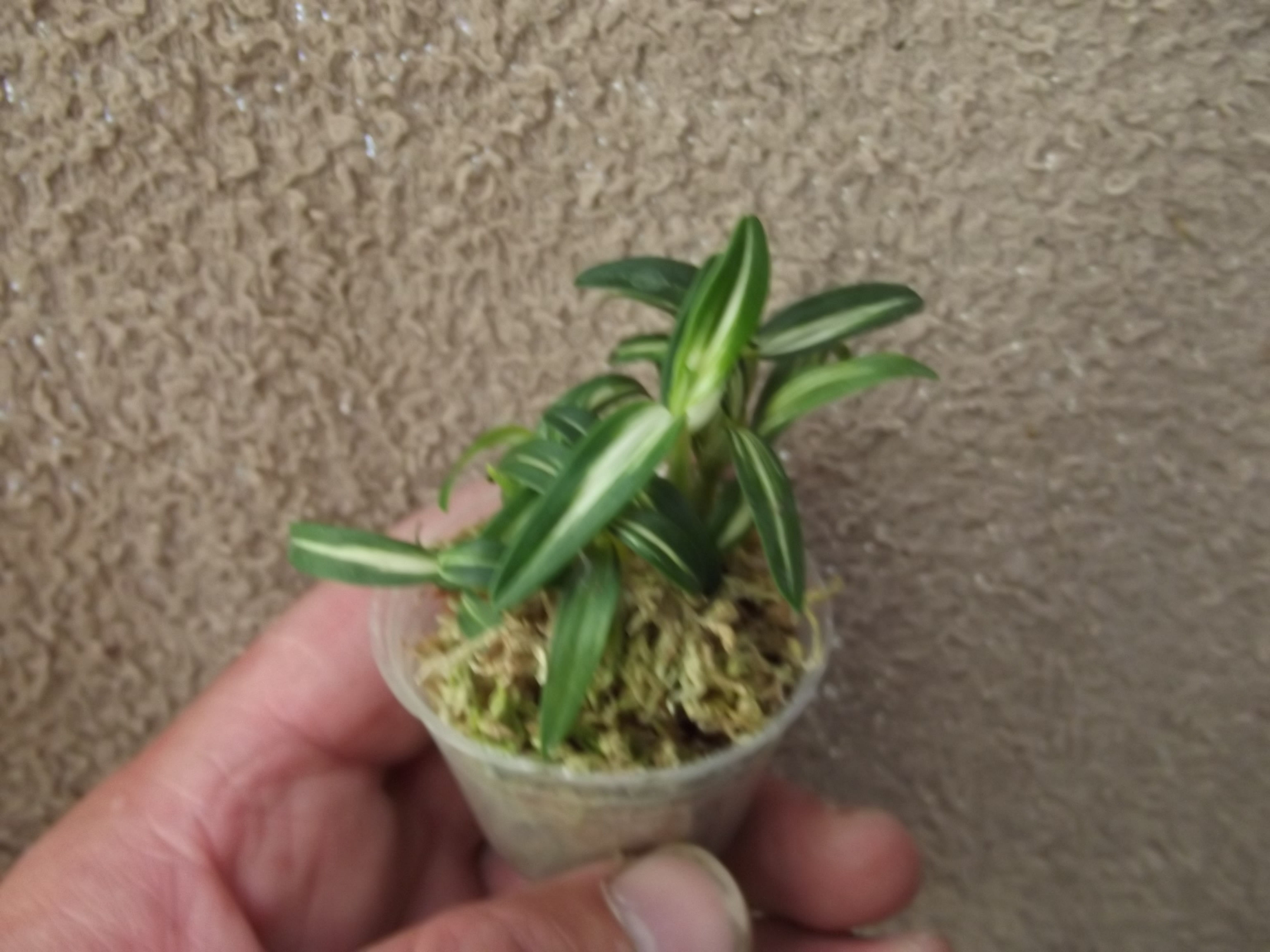 Dendrobium moniliforme 'Hakutsuru'