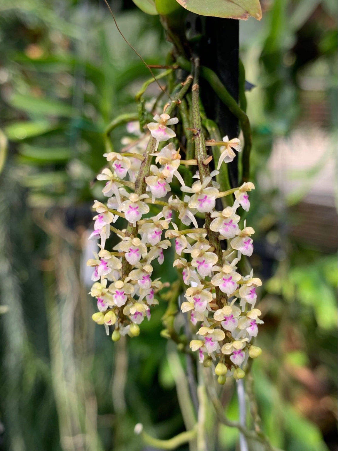Saccolabiopsis pusilla