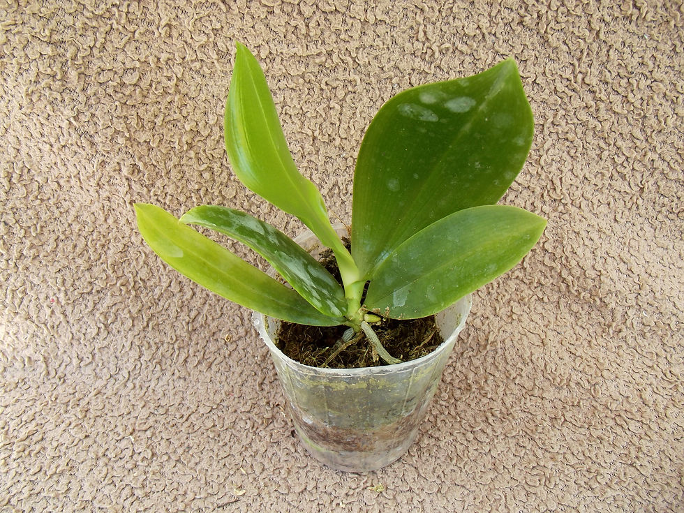 Thumbnail: Phalaenopsis tetraspis 'C2'