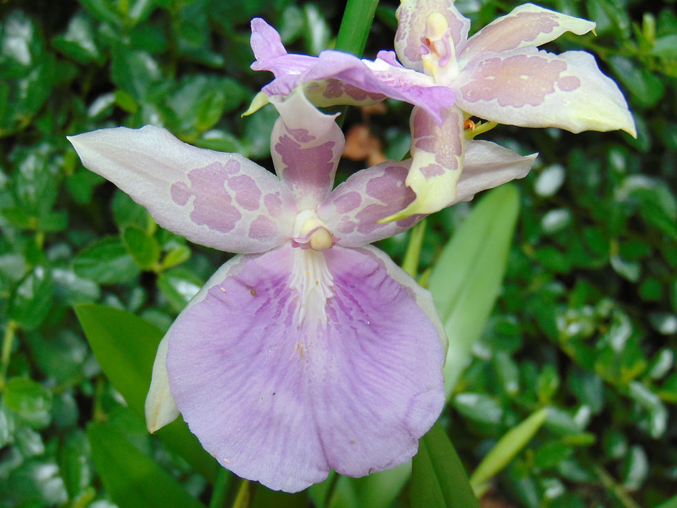 Thumbnail: Miltonia hybrid