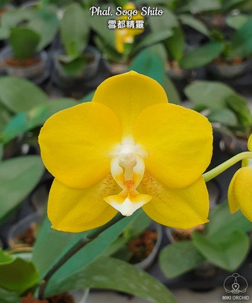 Phalaenopsis Sogo Shito