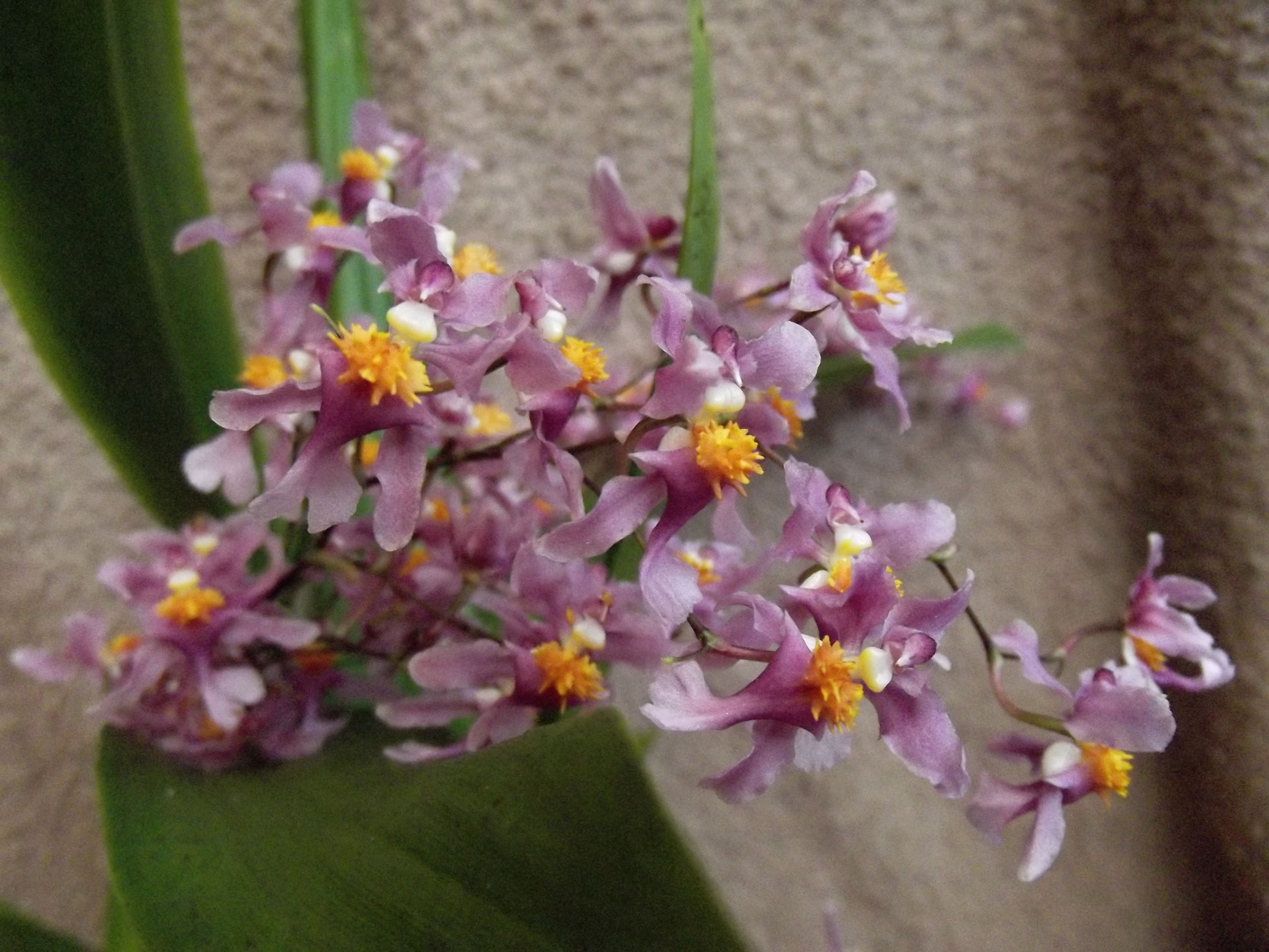Oncidium sotoanum