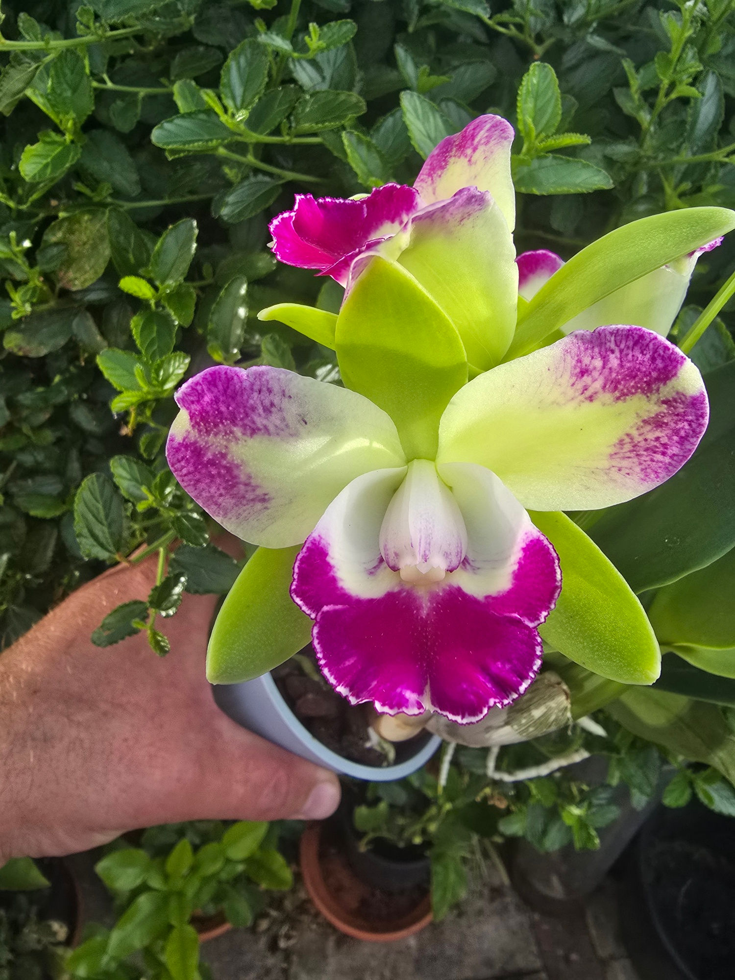 Cattleya / Rlc Village Chief North