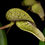 Thumbnail: Bulbophyllum Hsinying Grand-Afra
