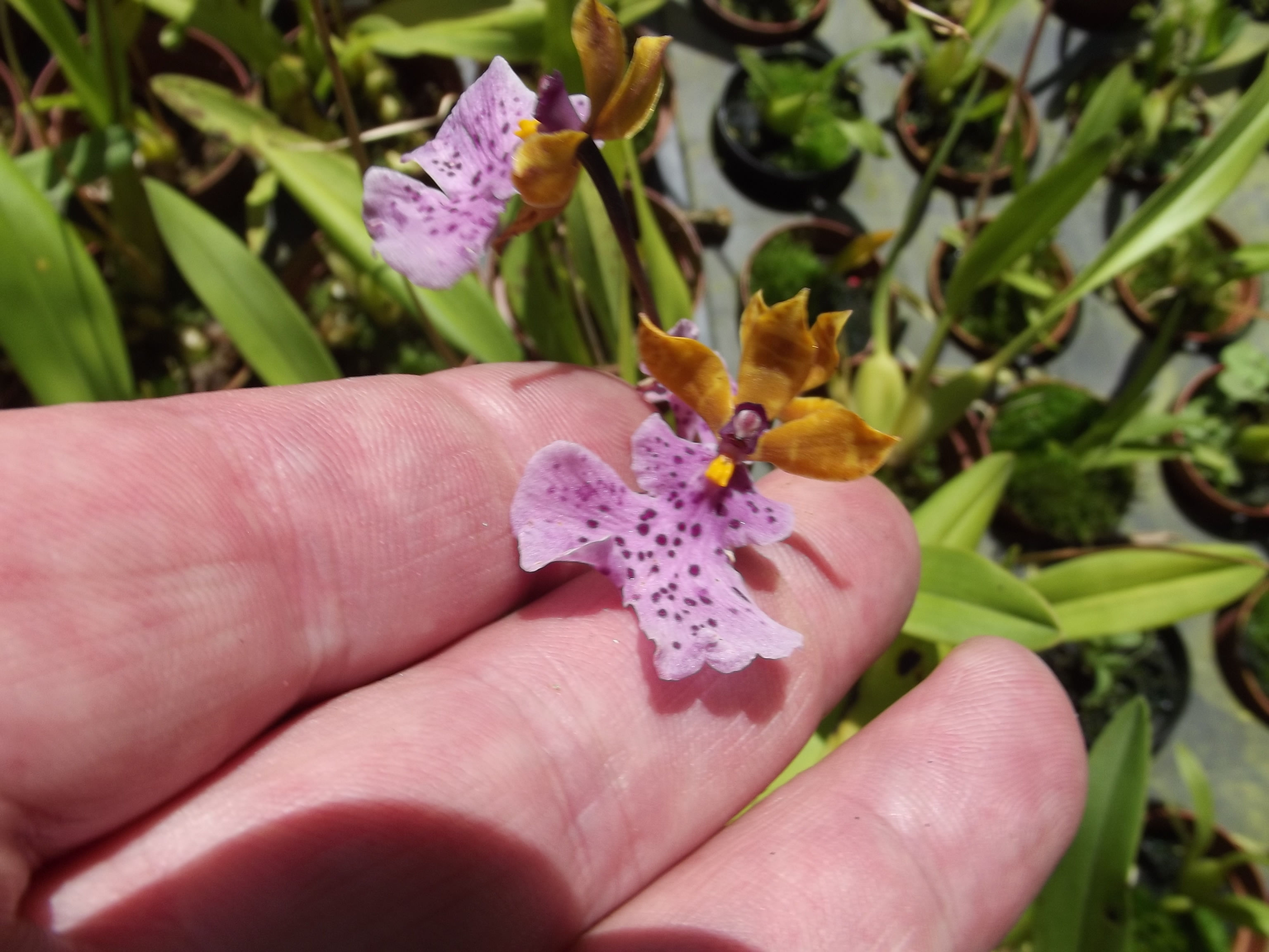Caucaea sanguinolenta