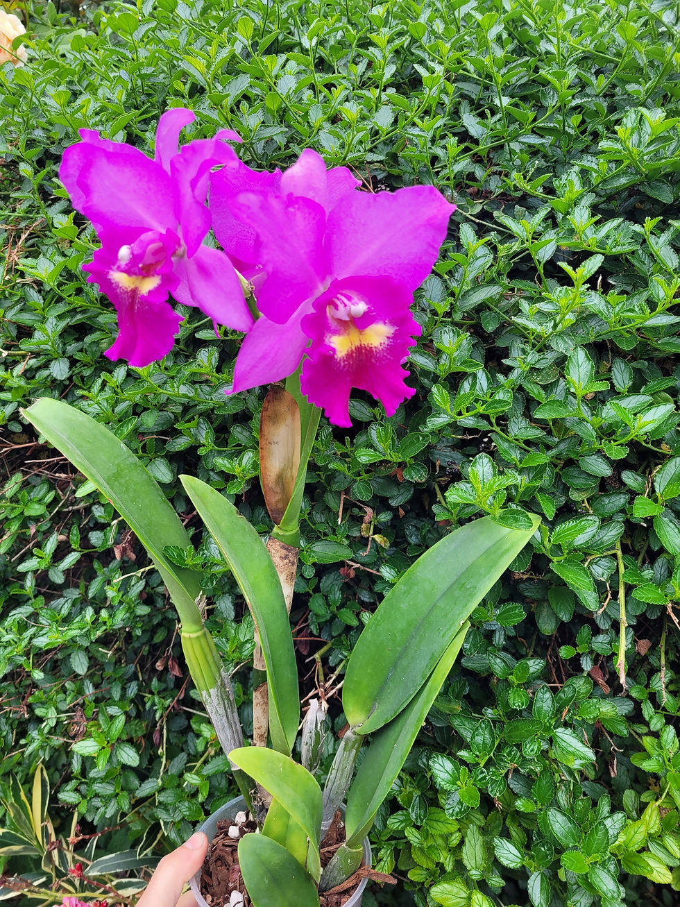 Thumbnail: Cattleya hybrid