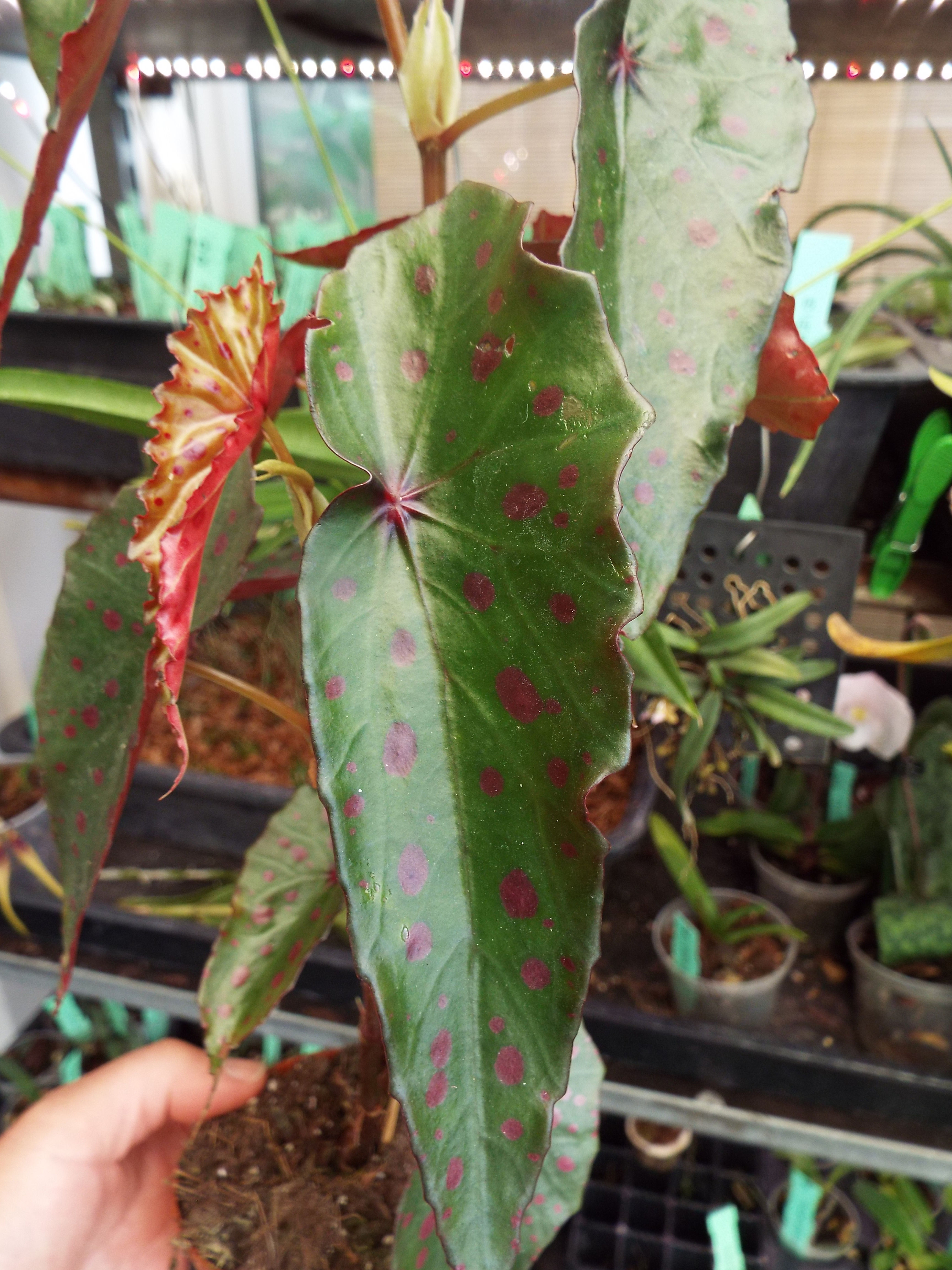 Begonia amphioxus × malachosticta