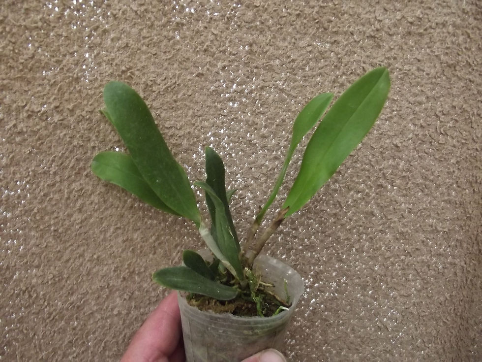 Thumbnail: Cattleya araguaiensis