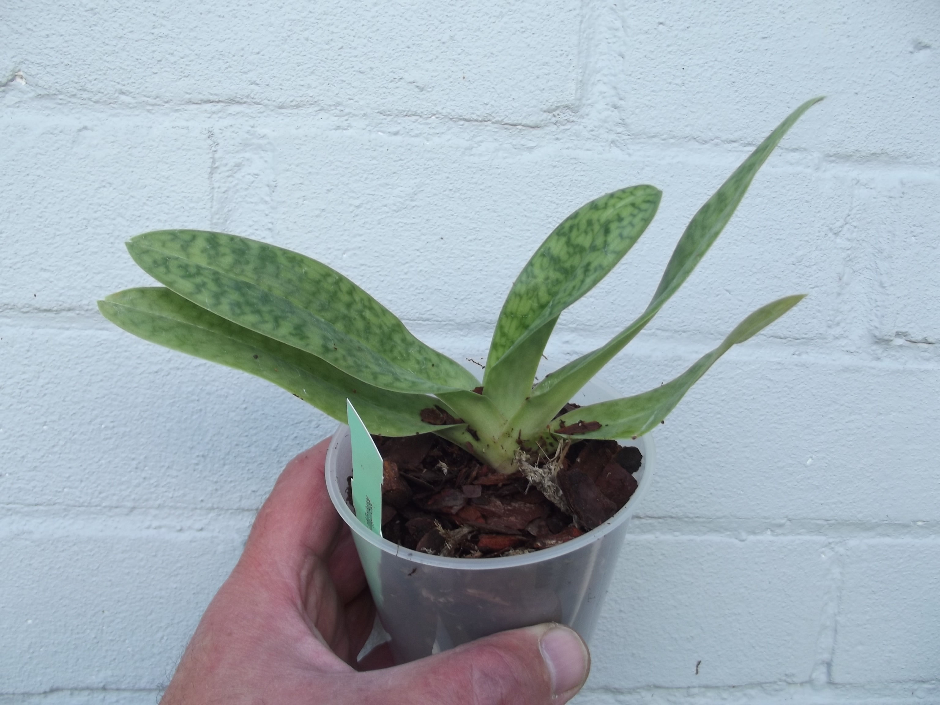 Paphiopedilum Makuli x philippinense