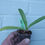 Thumbnail: Paphiopedilum rothschildianum CEE x roths. 'Sangwan 1'