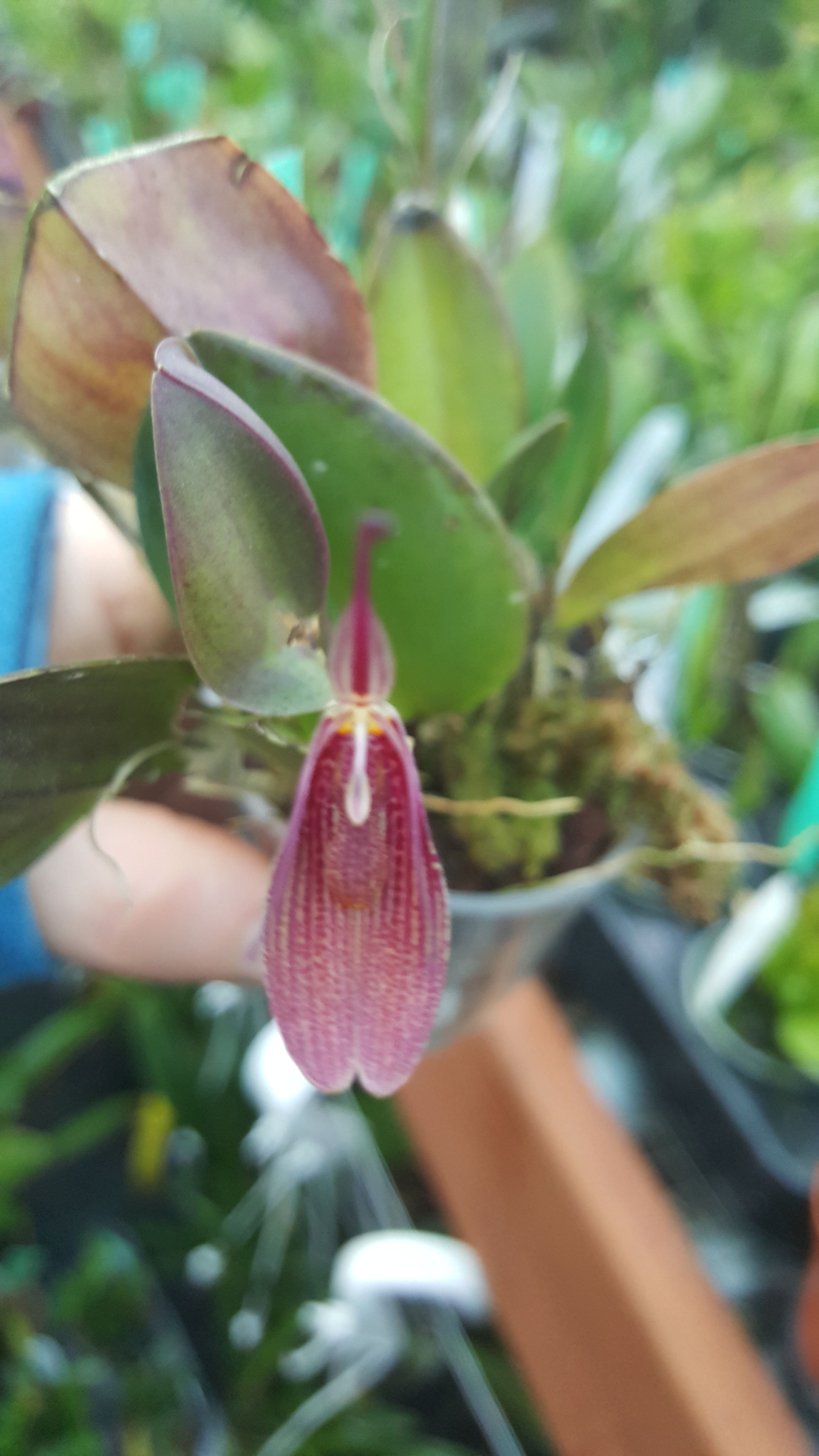 Restrepia elegans Pink