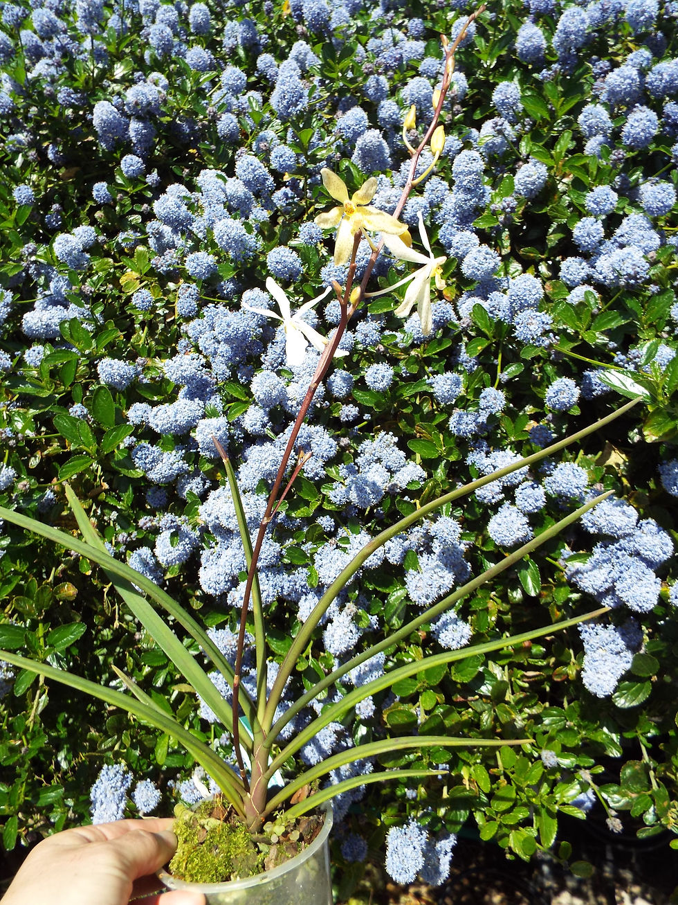 Thumbnail: Holcoglossum subulifolium x Renanthera monachica