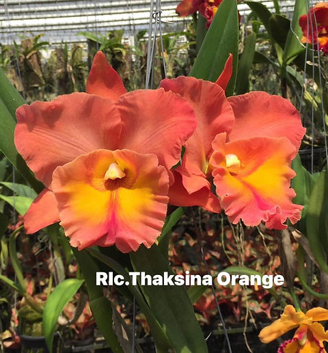 Cattleya/Rlc. Thaksina Orange | Spicesotic plants