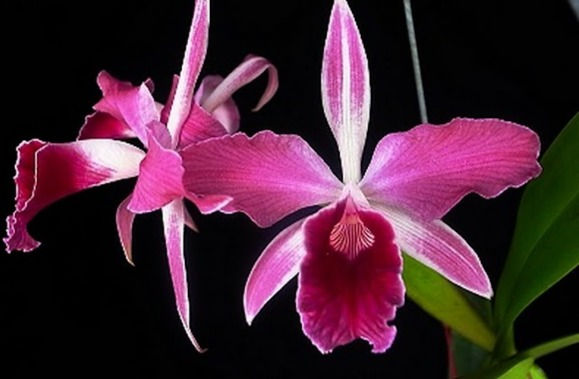 Laelia purpurata flamea x sanguinea