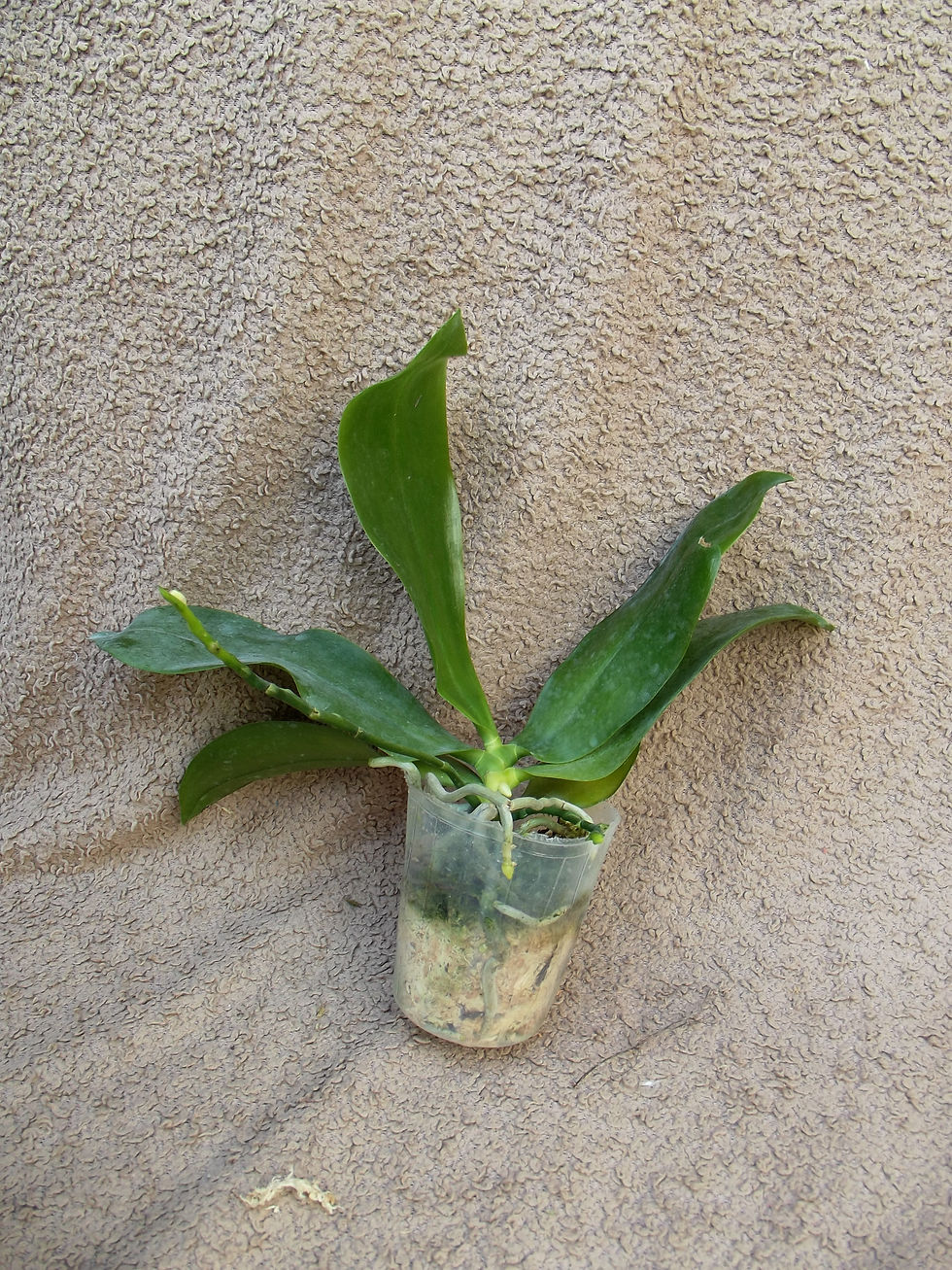 Thumbnail: Phalaenopsis tetraspis var. tetraspis