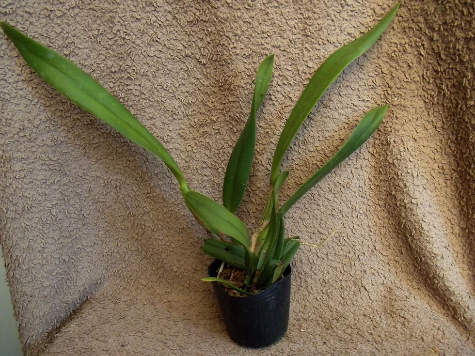 Thumbnail: Cattleya eldorado alba