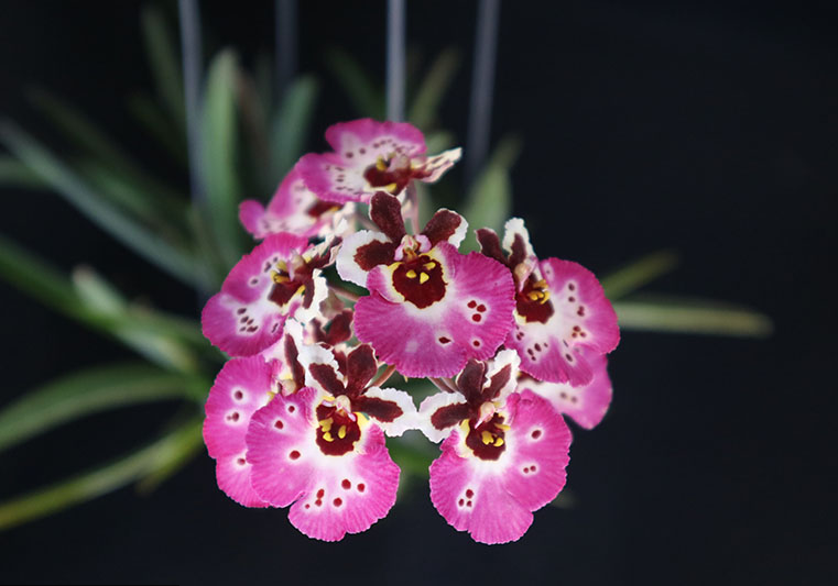 Tolumnia Jk. Firm 'Pink Lady' (x)