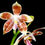 Thumbnail: Phalaenopsis Tetrasambo