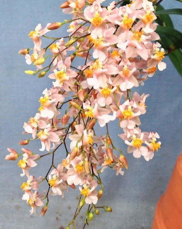 Thumbnail: Oncidium Tsiku Marguerite 'Romantic Fantasy'