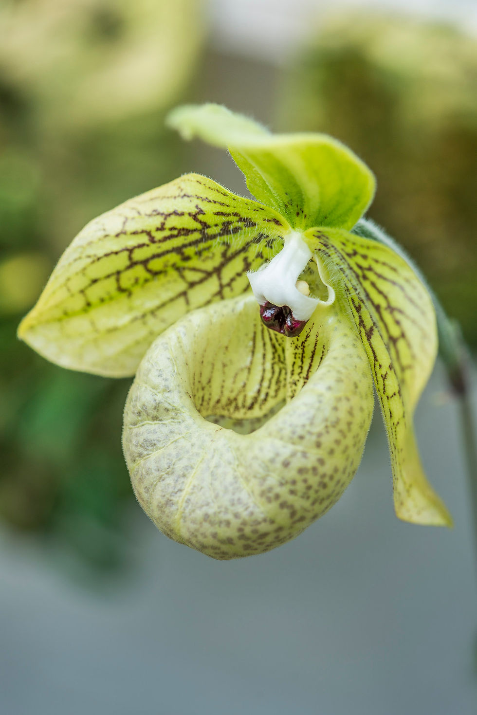 Thumbnail: Paphiopedilum malipoense